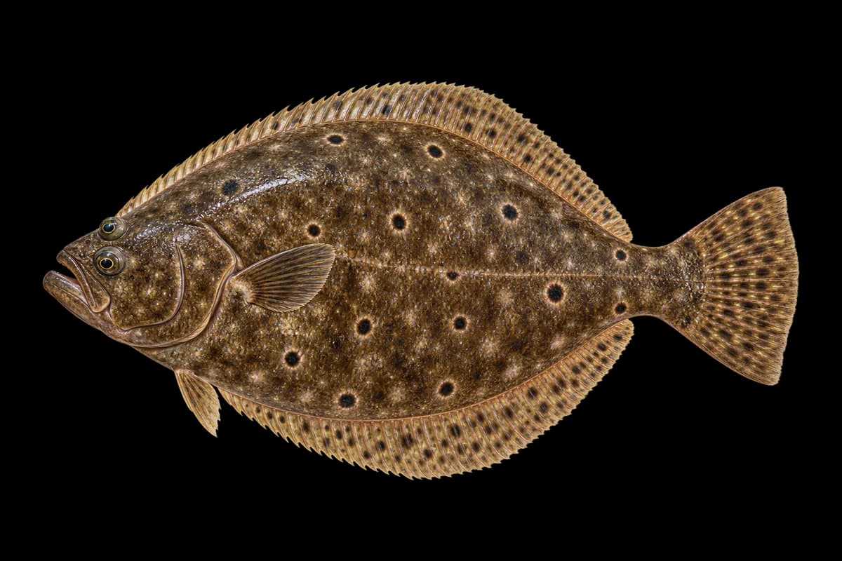 Flounder illustration
