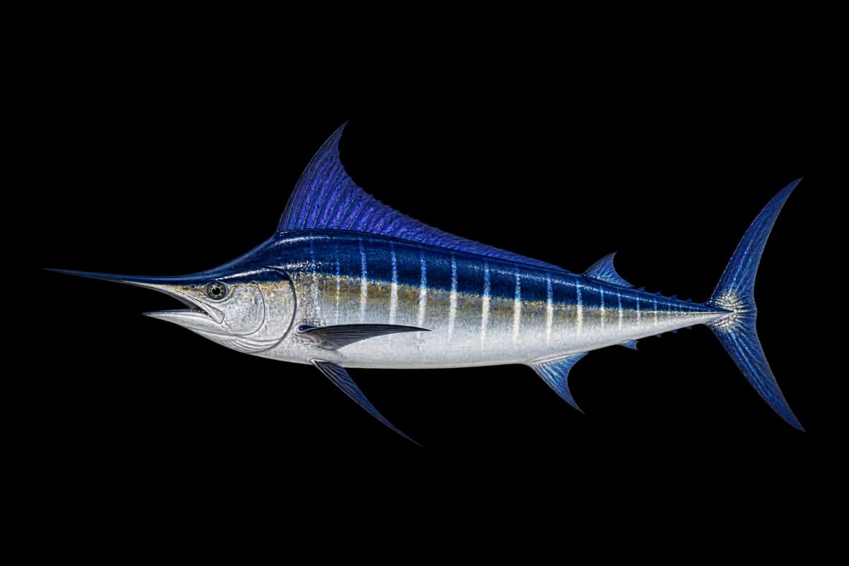 Marlin illustration